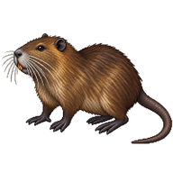 Coypu