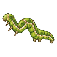 Green Cloverworm Caterpillar