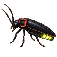 Black Firefly