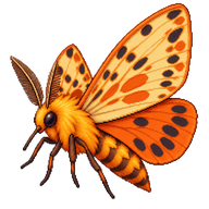 Isabella Tiger Moth