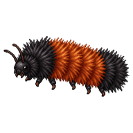 Woolly Bear Caterpillar