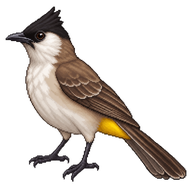 Yellow-vented Bulbul