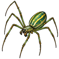 Orchard Orbweaver
