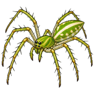 Green Lynx Spider