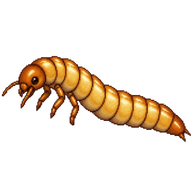 Mealworm Larva