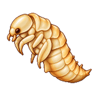 Mealworm Pupa