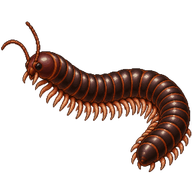 American Giant Millipede