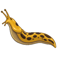 Slender Banana Slug