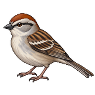 Chipping Sparrow