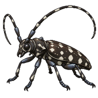 White-spotted Sawyer Beetle