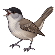 Eurasian Blackcap