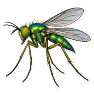 Long-legged Fly