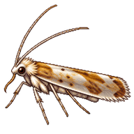 Honeysuckle Moth