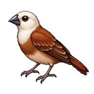 White-headed Munia
