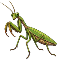 Chinese Mantis