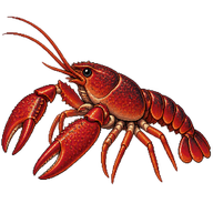 Red Swamp Crayfish