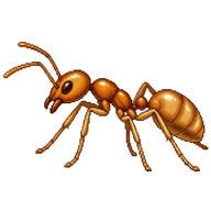 Pharaoh Ant