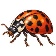 Harlequin Ladybird