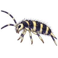 Springtail