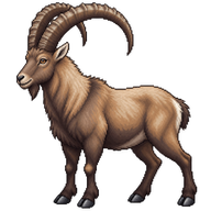Alpine Ibex
