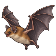 Kuhl's Pipistrelle