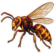 Oriental Hornet