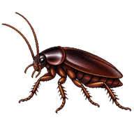 Oriental Cockroach