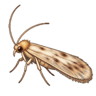 Common Clothes Moth