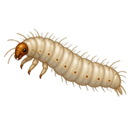 Common Clothes Moth Larva