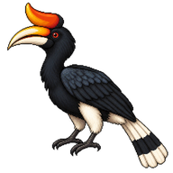 Black Hornbill