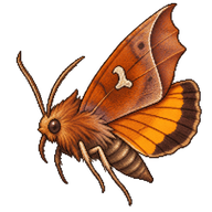 Herald Moth