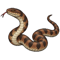 Brown Water Snake