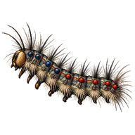 Gypsy Moth Caterpillar