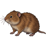 Meadow Vole