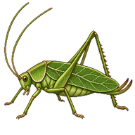 Fork-tailed Bush Katydid