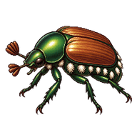 Japanese Beetle