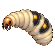 Two-spotted Bumblebee Larva