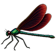 American Rubyspot