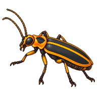 Bilineata Marginata