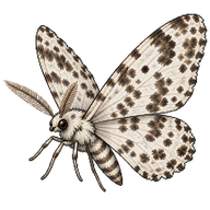 Speckled Beauty Moth
