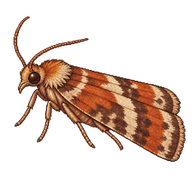 Oblique-banded Leafroller Moth