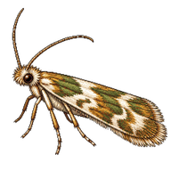 Trinidad Grass Tubeworm Moth