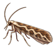 Diamondback Moth
