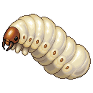Buff-tailed Bumblebee Larva
