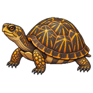 Ornate Box Turtle