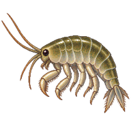 Freshwater Shrimp