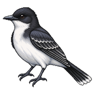 Eastern Kingbird