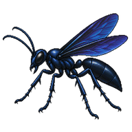 Blue-black Spider Wasp
