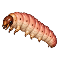 Codling Moth Larva
