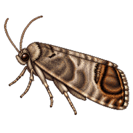 Codling Moth